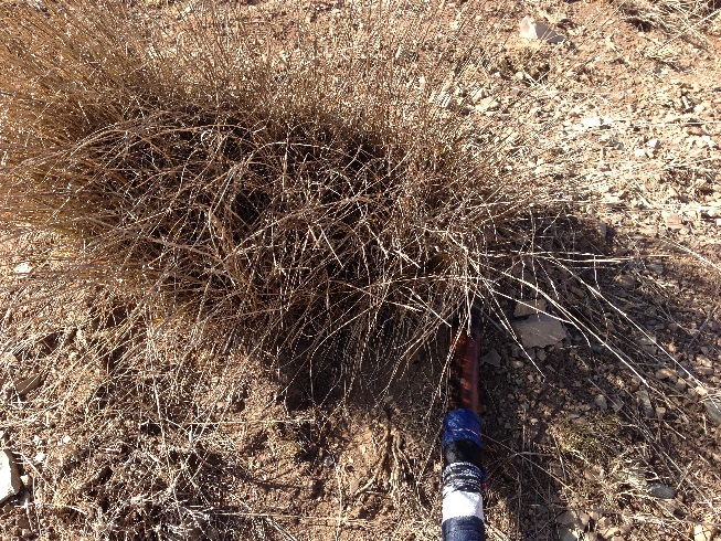 زیست بوم گیاهی در حال نابودی در اثر چرای بی رویه دام 